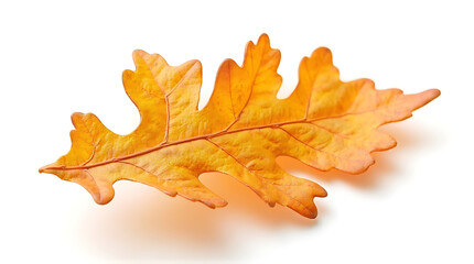 Fototapeta premium Isolated yellow oak leaf showing autumnal colors on a white background macro shot