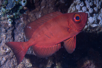 Crescent-tail Bigeye Priacanthus hamrur