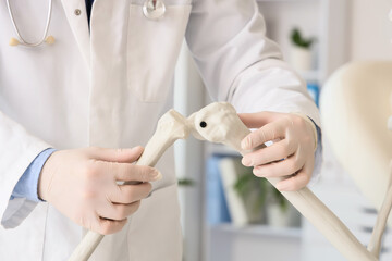 Male doctor examining knee joint of human skeleton model in clinic, closeup