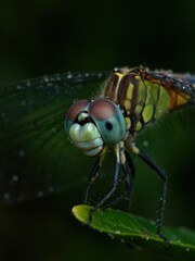 Dragonfly perched on leaf natural habitat macro photography close-up view nature's beauty