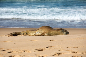 A leopard seal resting on the sand alongside the ocean. Photographed on a sunny day on the East Coast of Australia.