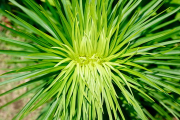 放射状に広がる明るい緑の葉