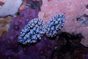 Elegant Phyllidia Phyllidia elegans