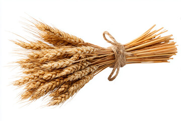 ears of wheat isolated