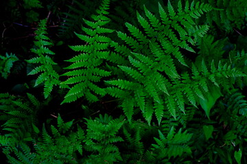 深緑のシダ植物のアップ