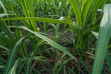 closeup green sugarcane leaves in garden or cane plantation with fertile soil for agriculture small sugar cane and sugarcane fields by farmers with biofuel or gasoline fuel at Kanchanaburi in Thailand