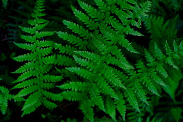 深緑のシダ植物のアップ