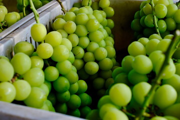 新鮮なシャインマスカットの房（クローズアップ）