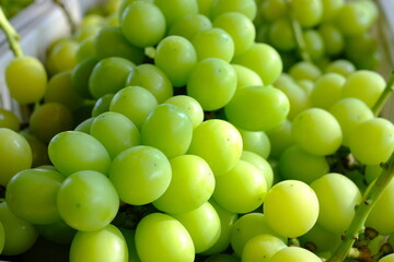 新鮮なシャインマスカットの房（クローズアップ）