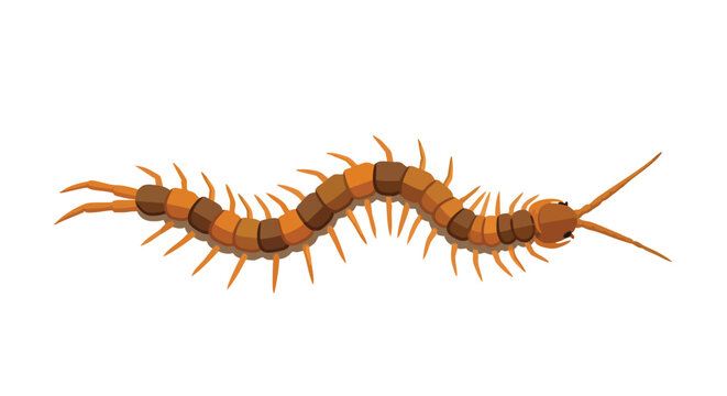 Digital depiction of centipede with segments alternating light and dark brown colors crawling forward