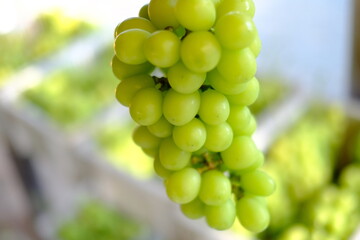 新鮮なシャインマスカットの房（クローズアップ）