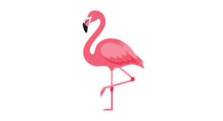 Obraz premium Single pink flamingo standing gracefully on one leg against a pristine white backdrop for designs