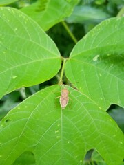 葉にいるカメムシ