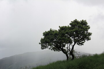 Obraz premium Beautiful Single Tree in a Mountain Slope with Mist Behind 