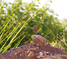 Brown Rock Chat (Oenanthe fusca) is a species of bird in the Muscicapidae family