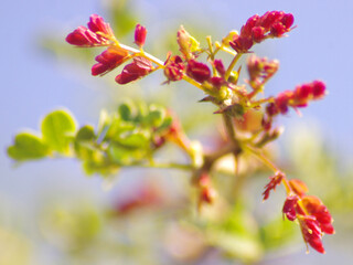  flowers blooming on the tree
