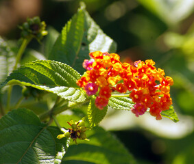 Panoramic red and yellow Lantana camara flowers