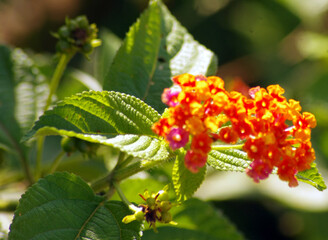 Panoramic red and yellow Lantana camara flowers