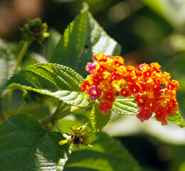 Panoramic red and yellow Lantana camara flowers