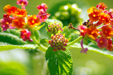 Panoramic red and yellow Lantana camara flowers
