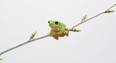 Kleine groene kikker rust zacht op tak lentelicht. AI Generated