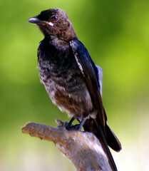 The fork-tailed drongo 