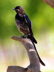 The fork-tailed drongo (Dicrurus adsimilis), also called the common drongo or African drongo