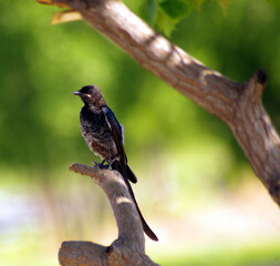 The fork-tailed drongo (Dicrurus adsimilis), also called the common drongo or African drongo