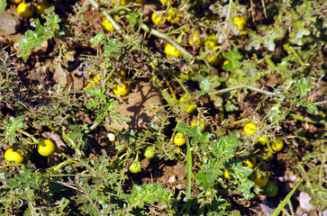 Thorny Nightshade is a herb which is erect or creeping 