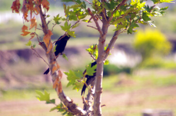 The fork-tailed drongo (Dicrurus adsimilis), also called the common drongo or African drongo