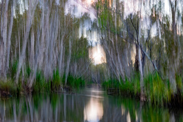 Ghostly effect long exposure and intentional camera movement in typical Australian bush and river impressionism of eucalyptus trees lining both sides framing morning sun for background.