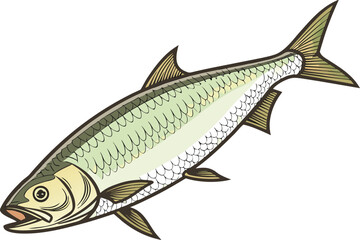 Fototapeta premium Milkfish Illustration Artwork. Bangus Fish Drawing. Realistic Milkfish Illustration. Tropical Fish Milkfish Design. Bangus Seafood Artwork. Freshwater Milkfish Illustration