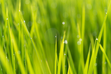 朝露に濡れる稲穂	