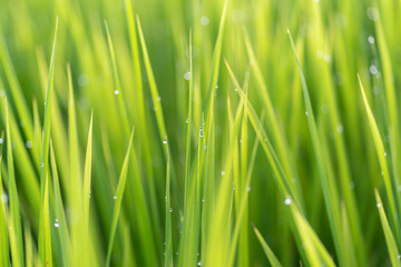 朝露に濡れる稲穂	