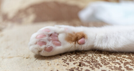 可愛い猫の肉球