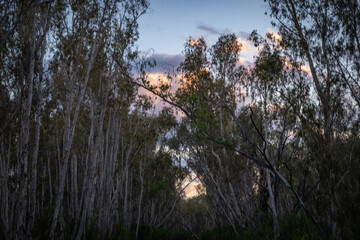 Eucalyptus trees line both sides framing morning sun in typical Australian bush scene in blurred effect.