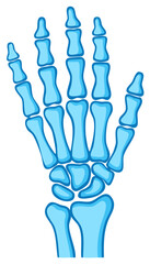 Blue Human Hand Skeleton Anatomy Bone Structure Illustration Vector Artwork