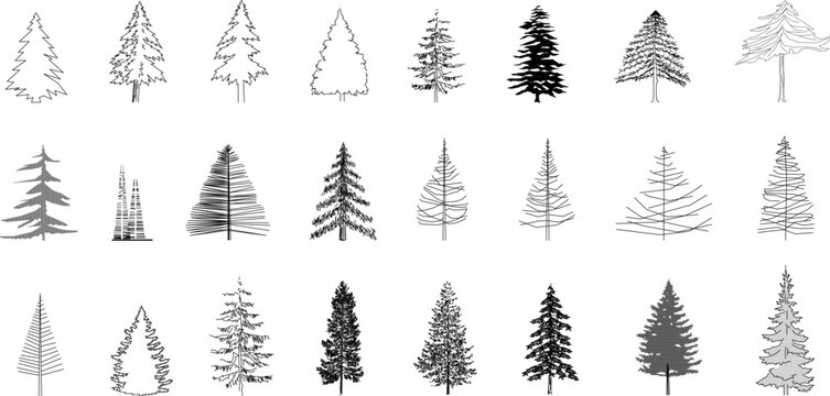 A detailed black-and-white vector collection of various conifer tree elevations, suitable for architectural, landscape, and urban design projects that require a natural and detailed aesthetic.