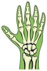 Human Hand Anatomy with Green Skin and Bone Structure, Detailed Illustration