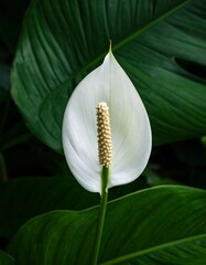 White Peace Lily Bloom Closeup, Garden