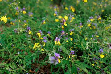 Ivan-da-Marya flower meadow on the bank of the Istra River, Russia. Purple flowers mixed with yellow on one branch. 