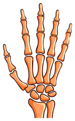 Stylized cartoon human hand skeleton bones anatomical illustration