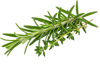 Fototapeta premium Fresh sprig of rosemary with vibrant green leaves isolated on a white background for culinary use