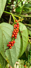 Fresh peppercorns ripen on the vine, displaying vibrant red and green berries with glossy leaves, showcasing nature&rsquo;s beauty and the exotic spice essential for global culinary traditions.