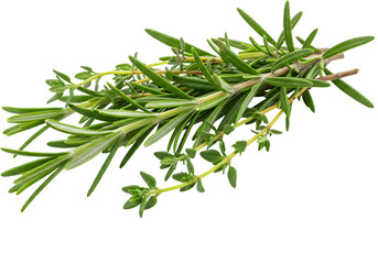 Fototapeta premium Freshly harvested rosemary sprigs arranged neatly, showcasing vibrant green leaves against a transparent background