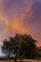 Beautiful orange and purple cloudscape at sunset over some holm oak trees on a hill