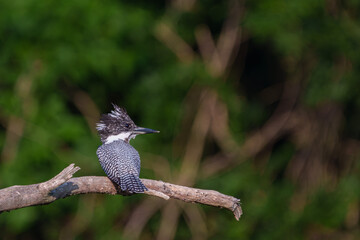 Male Crested Kingfisher perched on the tree branch