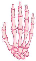 Fototapeta premium Skeleton Hand Illustration, Anatomical Bones of the Palm, Fingers, and Wrist Joints with Pink Color