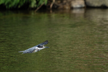 Male Crested Kingfisher in flight scene
