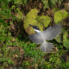 Male Crested Kingfisher in flight scene